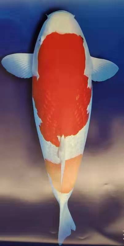 錦鯉_1