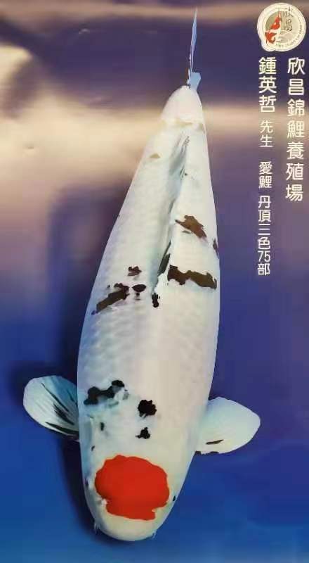 錦鯉_2
